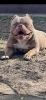 American bully pocket lilac štenci