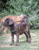 Cane Corso štenci