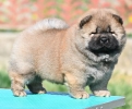 Chow Chow Cau Cau Čau Čau