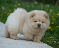 Chow Chow Cau Cau Čau Čau