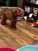 Toy Pudle na prodaju