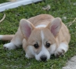 Velski korgi/Welsh Corgi Pembroke